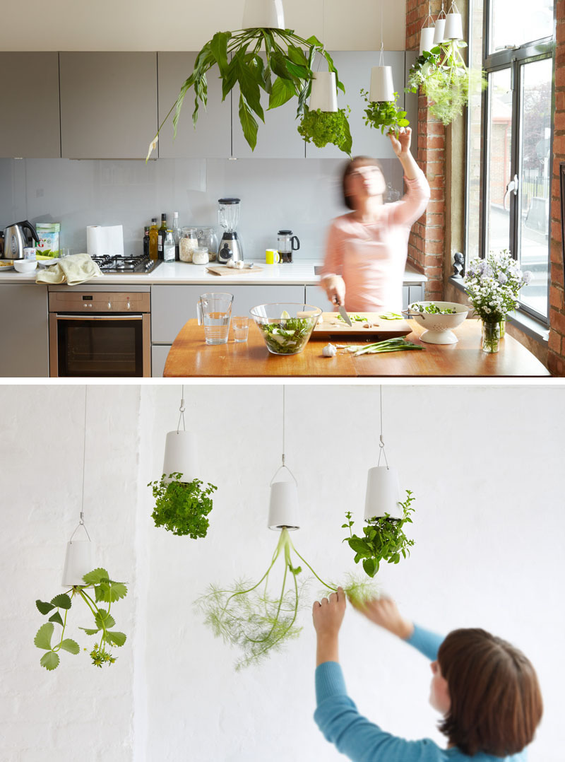 Idei pentru gradina din apartament - plante agatate de pereti si tavane - Idei pentru gradina