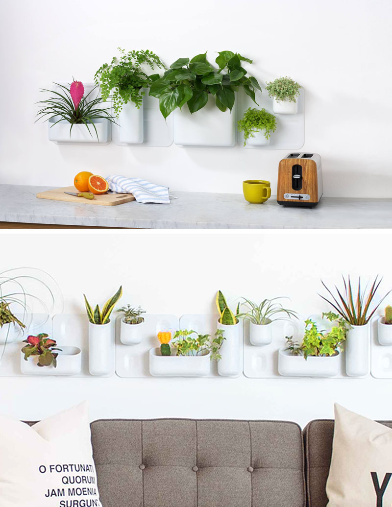Idei pentru gradina din apartament - plante agatate de pereti si tavane - Idei pentru gradina