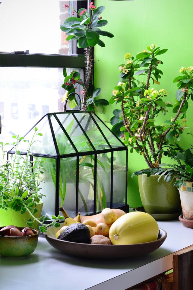 Ce plante să păstrezi în bucătărie și unde să le poziționezi - Ce plante să păstrezi