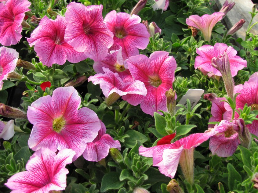 Petunii - Petuniile, flori ideale pentru ghivece suspendate in sezonul cald