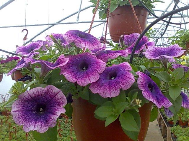 Petunii - Petuniile, flori ideale pentru ghivece suspendate in sezonul cald