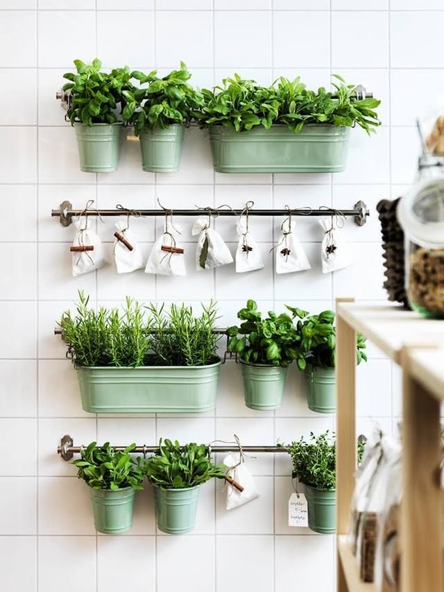 Ce plante să păstrezi în bucătărie și unde să le poziționezi - Ce plante să păstrezi