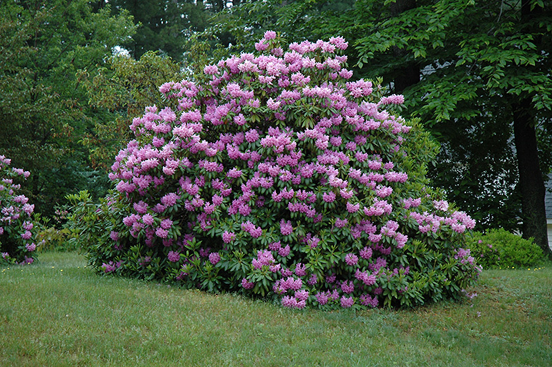 Рододендрон катевбинский. Рододендрон catawbiense grandiflorum. Рододендрон катевбинский Гранд.. Рододендрон гибридный катевбинский грандифлорум.