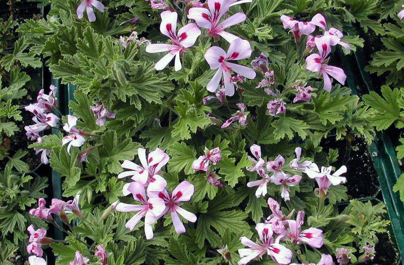Citronella geranium - Câteva plante și ierburi care alungă țânțarii din grădina ta