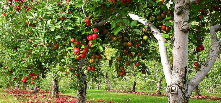 Protejeaza-ti pomii fructiferi de daunatori cu ajutorului atomizorului Ruris A103s - Protejeaza-ti pomii fructiferi de daunatori