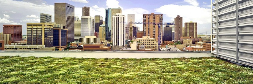 Încă un oraș care ar putea avea acoperișuri verzi pe clădiri - Încă un oraș care