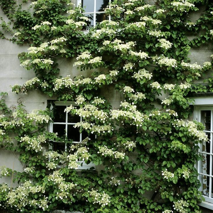 Hortensia cataratoare - Plantele cataratoare - cateva intrebari si raspunsuri utile 