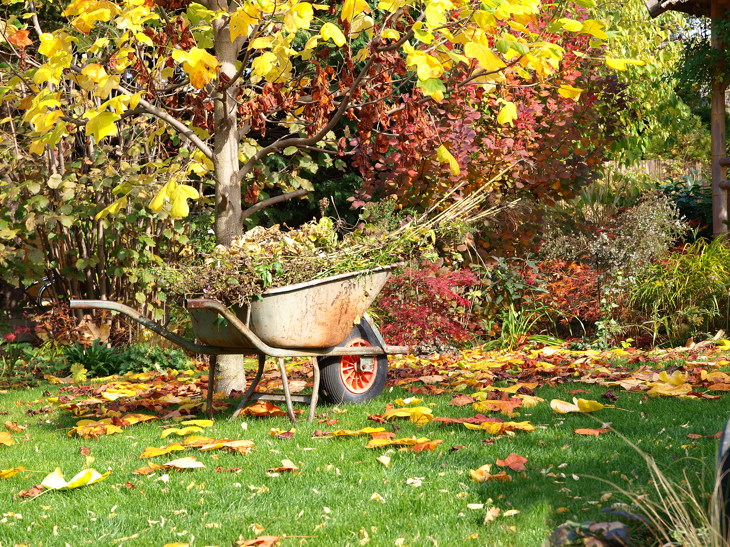 В саду гудят. Осень в саду. Осенний огород. Дача. Осень. Осенью на даче.