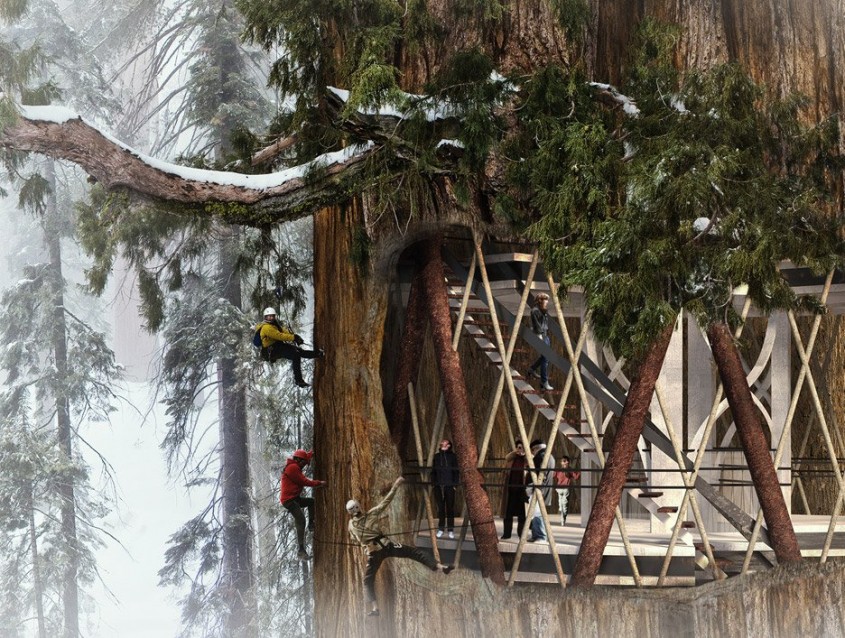 Zgarie-norii din arborii putreziti de sequoia un mod surprinzator de a le preveni prabusirea - Zgarie-norii