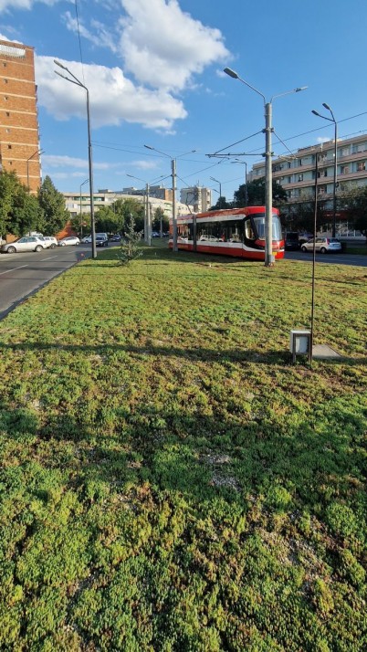 Arad, detalii - Liniile de tramvai înverzite - Imagini proiect inverzire linii tramvai 