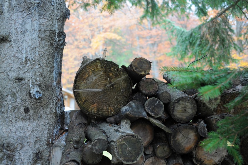 Arbori taiati pentru incalzire - Lemnul, o resursa naturala limitata