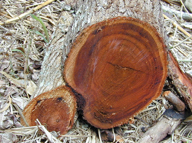 www.woodtropis.com - Lemnul de salcâm este rezistent și are o culoare galben-roșietică, placută 