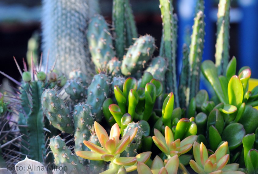 Cactusii si suculentele au o serie de varietati gratie carora puteti obtine efecte decorative interesante -