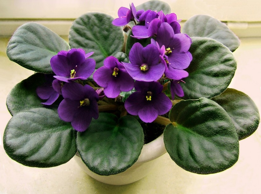 Violeta africana - Violeta africana face flori aproape tot anul