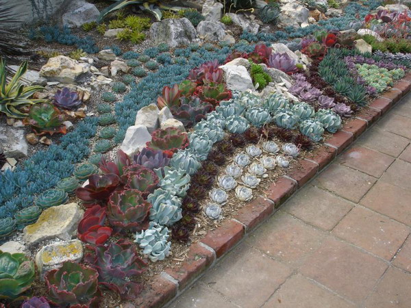 Modele pentru o gradina conventionala - Idei de amenajare cu cactusi si plante suculente