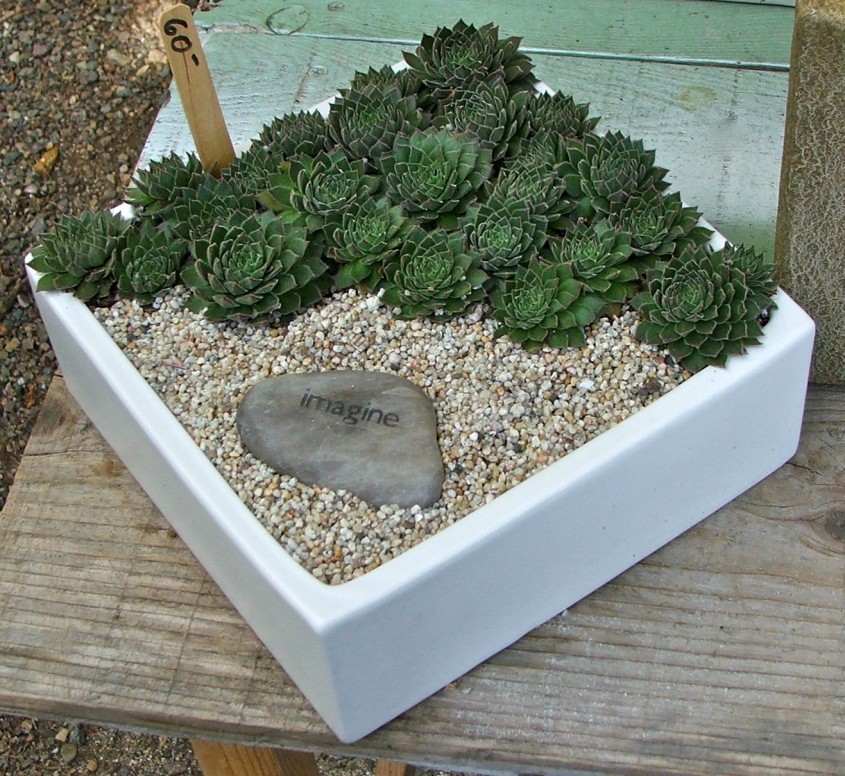 Un vas decorativ cu plante suculente - Idei de amenajare cu cactusi si plante suculente