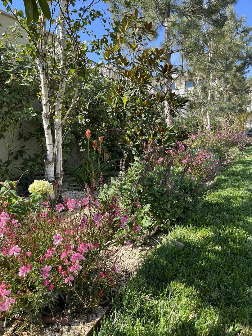 Cum alegi plantele companion potrivite pentru o grădină armonioasă