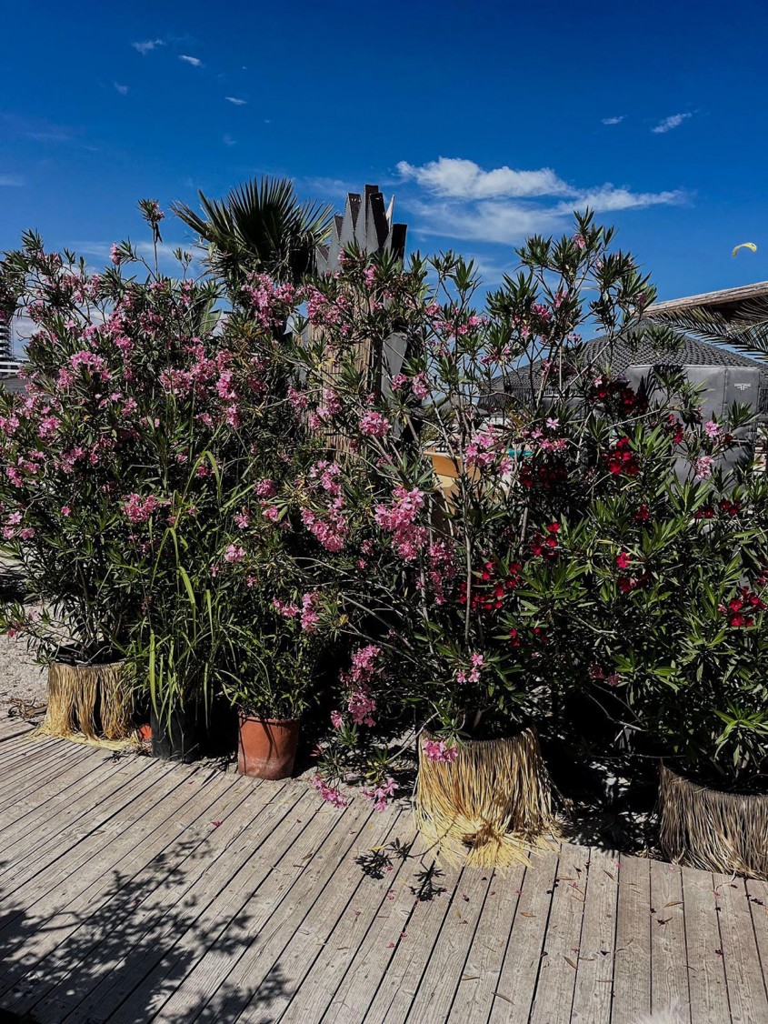 Leandru: cum &icirc;l crești corect și cum &icirc;l folosești &icirc;n designul grădinii