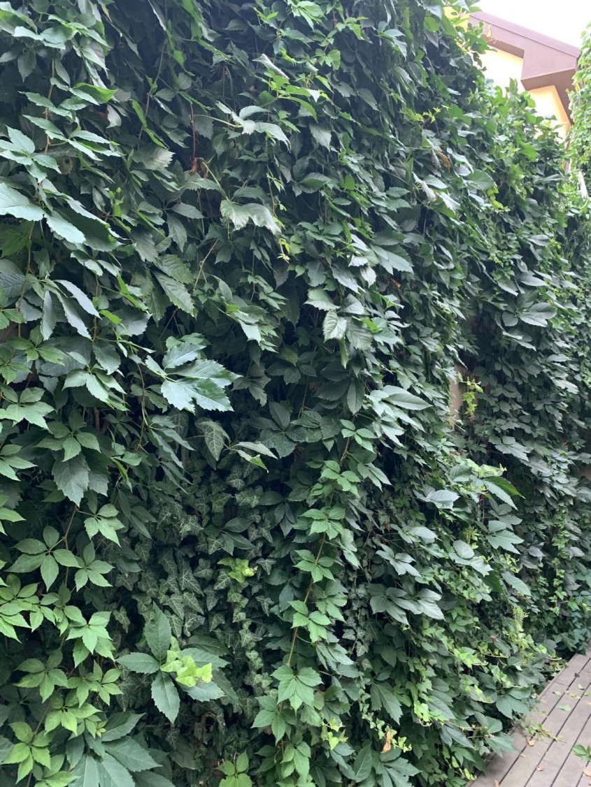 Amenajarea grădinii: Trucuri simple pentru un spațiu verde de vis