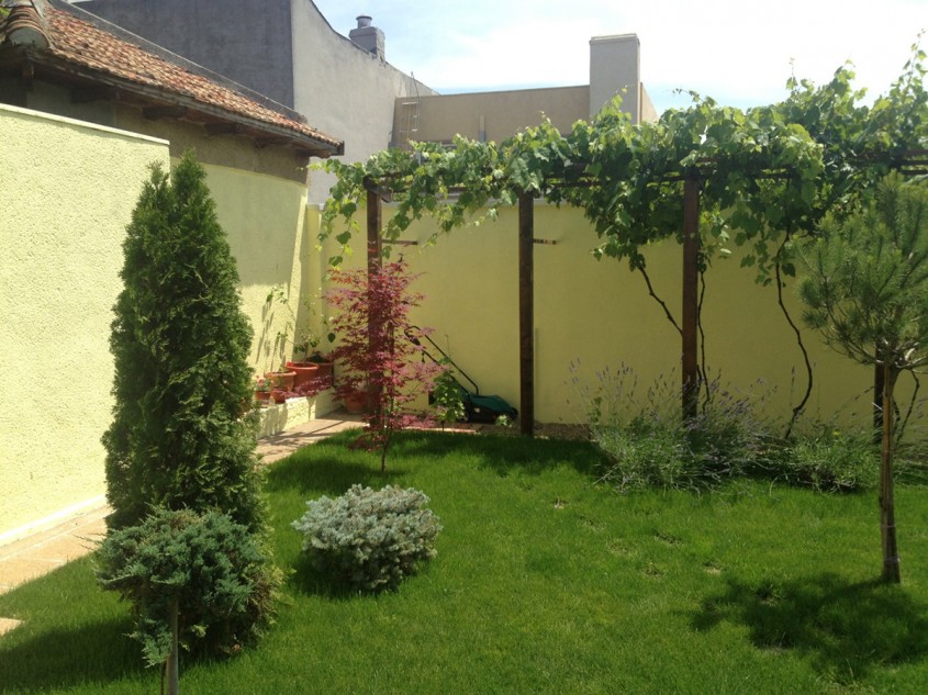 Arțarul japonez – inspirație pentru amenajări de grădină elegante