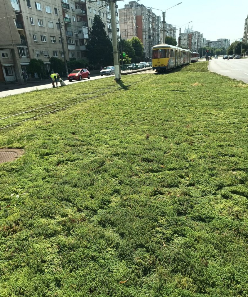 Linii de tramvai înverzite cu covoare de sedum – Arad, 2023, Ecostratos