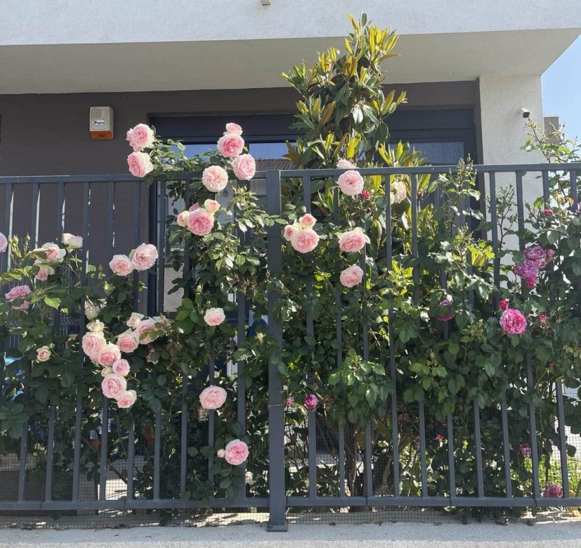 Idei de plante non-toxice pentru pisici și alte animale de companie