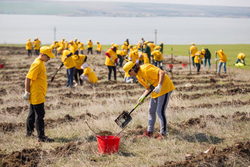 Pădurea CELCO ia naștere în Dobrogea