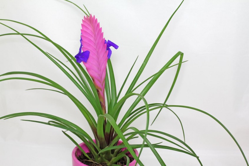 Tillandsia-cyanea