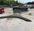 Centrul de Agrement Faleza Dunării