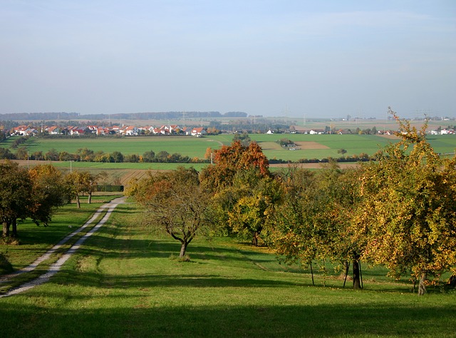 Lucrări de toamnă în livadă: curățarea pomilor, tratarea și văruirea