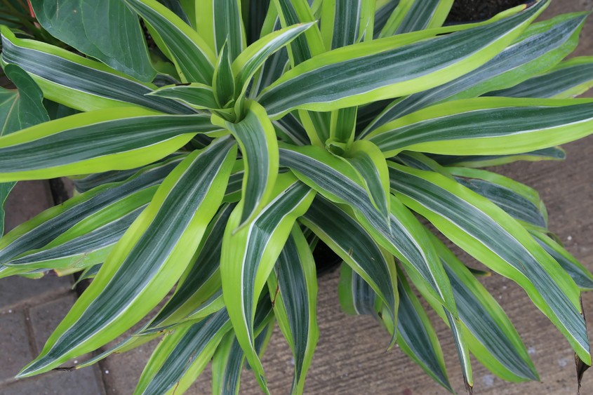 <b>6. Dracaena deremensis</b>