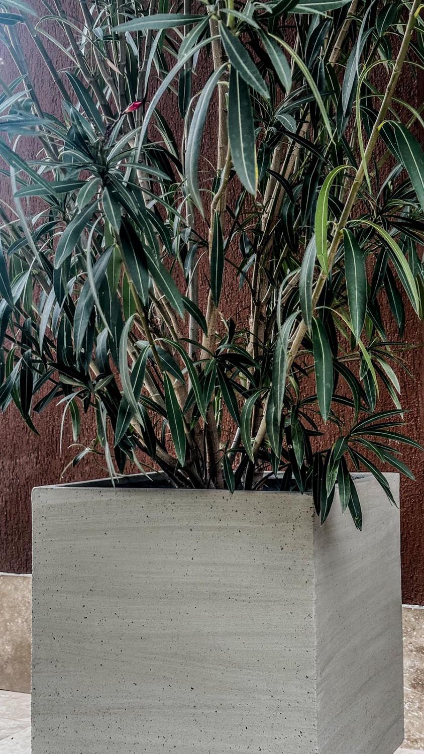 Leandru: cum &icirc;l crești corect și cum &icirc;l folosești &icirc;n designul grădinii