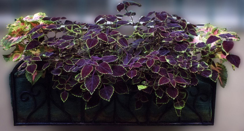 Coleus