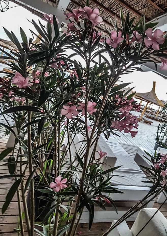 Leandru: cum &icirc;l crești corect și cum &icirc;l folosești &icirc;n designul grădinii