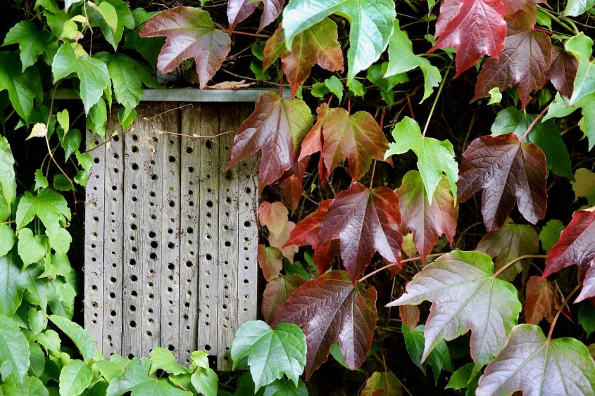 &bdquo;Hoteluri&rdquo; pentru insecte benefice: cum le construiești și unde le amplasezi