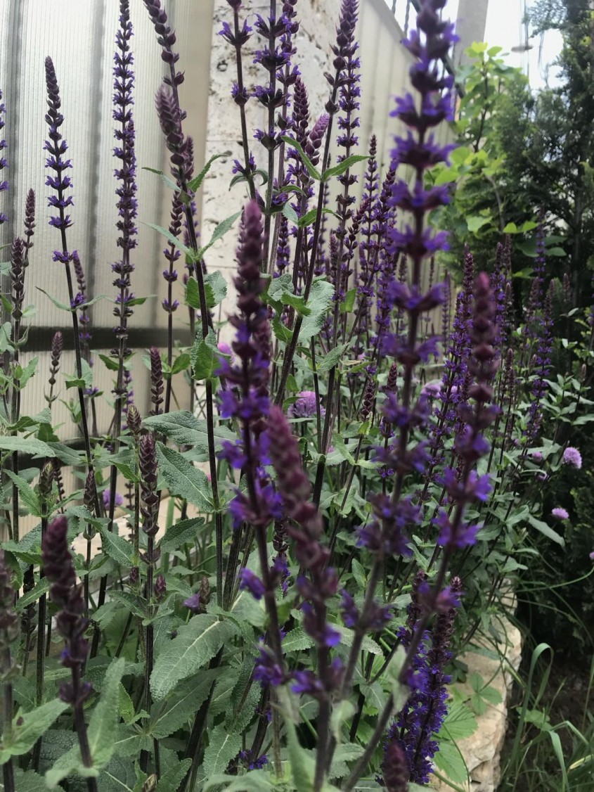 Grădină parfumată: Top 10 plante aromatice esențiale