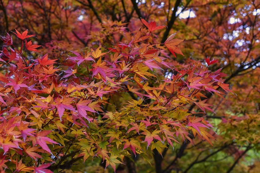 Artarul japonez (<i>Acer palmatum</i>)