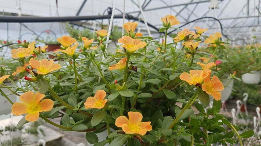 Petunii, Calibrachoa și alte plante de sezon de la Biosolaris Producător de Plante