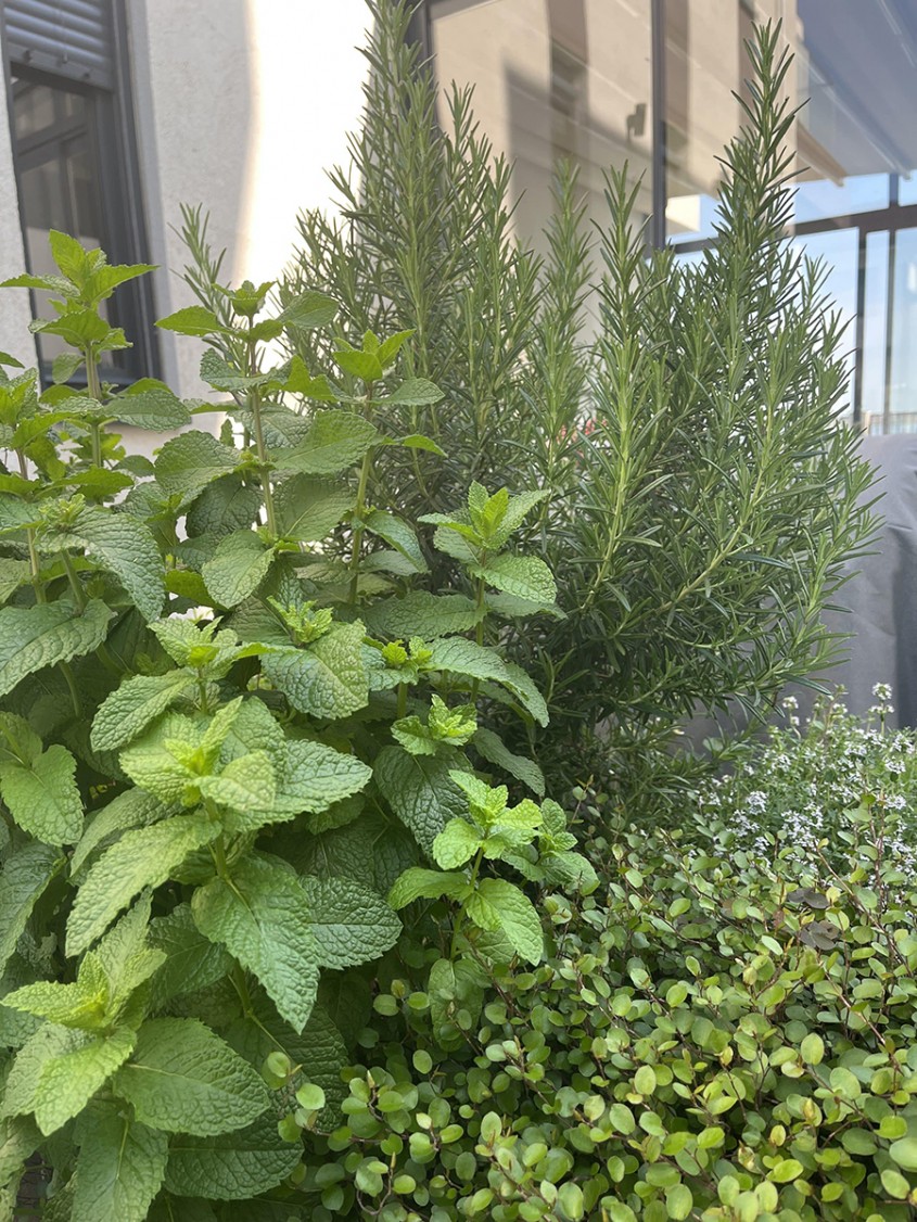 Idei de plante non-toxice pentru pisici și alte animale de companie