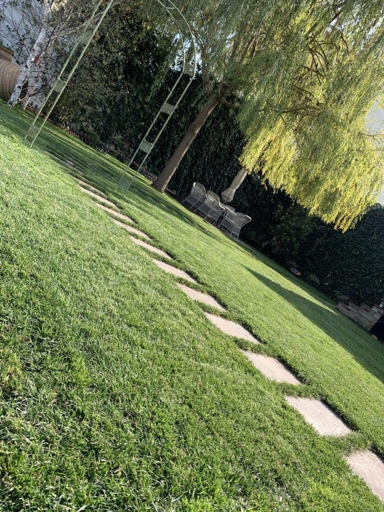 Copaci ornamentali cu creștere rapidă: transformă-ți grădina!