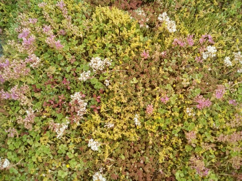 Plapumă vegetală Sedum