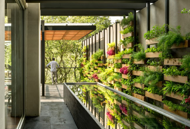 Grădinile verticale transformă această casă din Mexico City într-o oază exotică