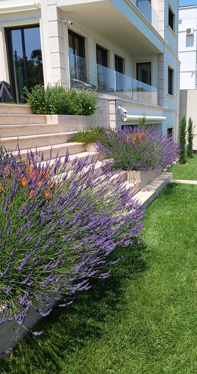 C&acirc;nd se plantează lavanda &icirc;n grădină și cum o &icirc;ngrijești corect