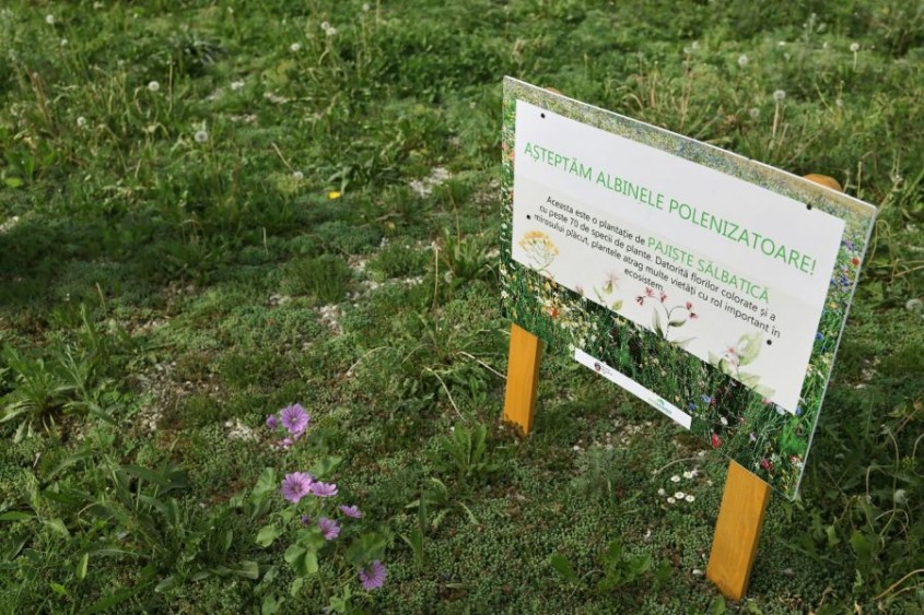O plantație biodiversă cu plante perene floricole și diferite specii de Sedum, Arad