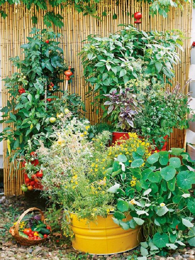 Idei simple pentru grădini de legume la fel de frumoase ca cele de flori
