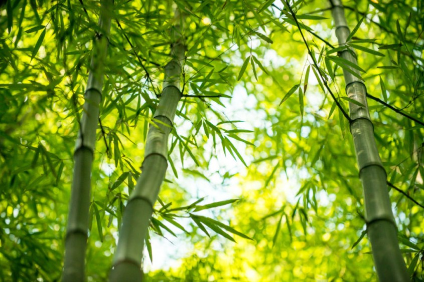 Parchetul din bambus: proprietăți şi beneficii