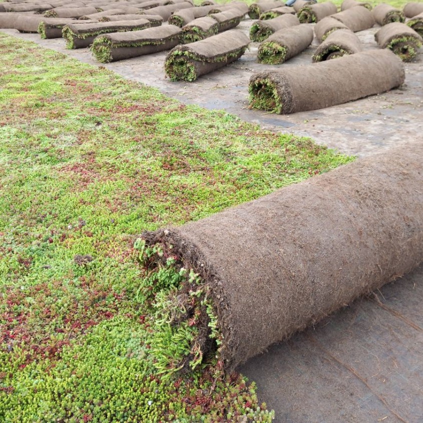 Plapumă vegetală Sedum