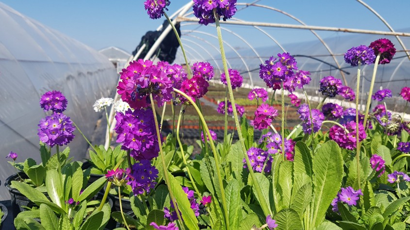 Plante superbe pentru grădini de la Biosolaris Producător de Plante