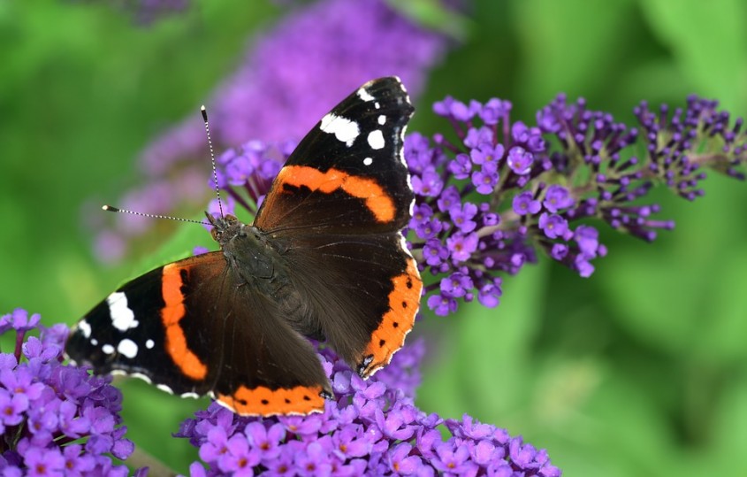 <i>Vanessa atalanla</i>