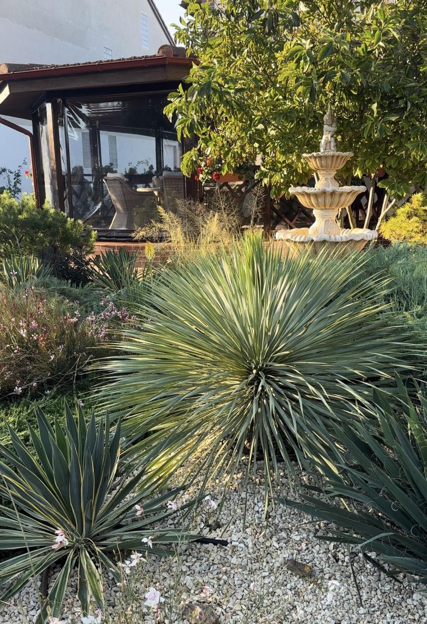 Când se plantează Yucca de grădină? Sfaturi practice